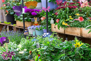 ������Ĳ�Ʒ