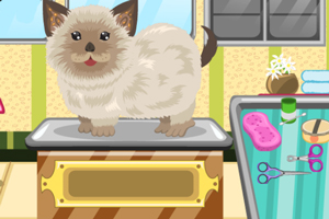 ��������ʦ