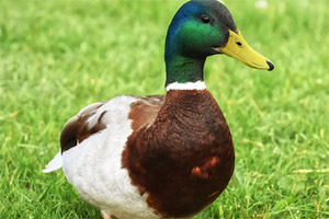 ����ƴƴ��