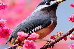 �ɰ����ƴͼ