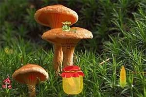 Ģ��������