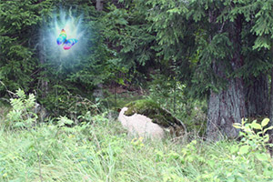 ������ά��˹��˹ɭ��