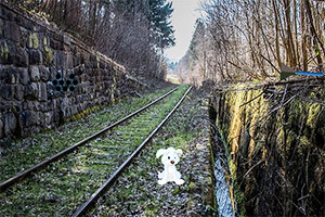 �����ֵ�����