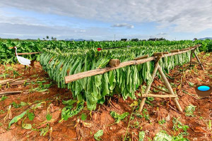 ���ȴ�ׯˮţ