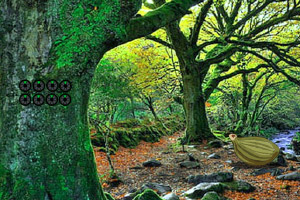 ������ɭ�ִ�����