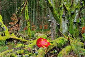 �����޹���Ѽ��