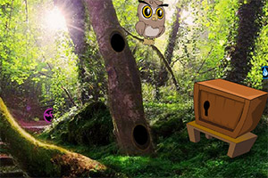 �ӳ�����ɭ��